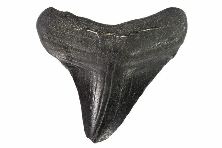 Juvenile Megalodon Tooth - Georgia #91123